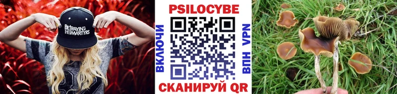 Купить где  Дятьково  Галлюциногенные грибы Psilocybine cubensis 